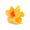 Plumeria Bella Big – gul hårklemme med et smukt blomstermotiv og elegant design.